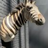 Opgezette kop van een Burchell zebra