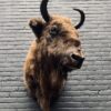 Opgezette kop van een wisent (Europese bizon)