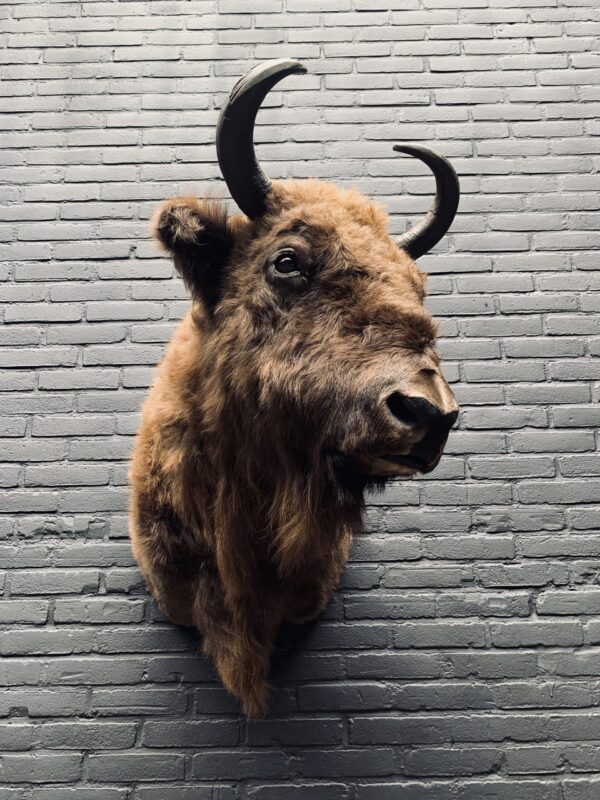 Opgezette kop van een wisent (Europese bizon)