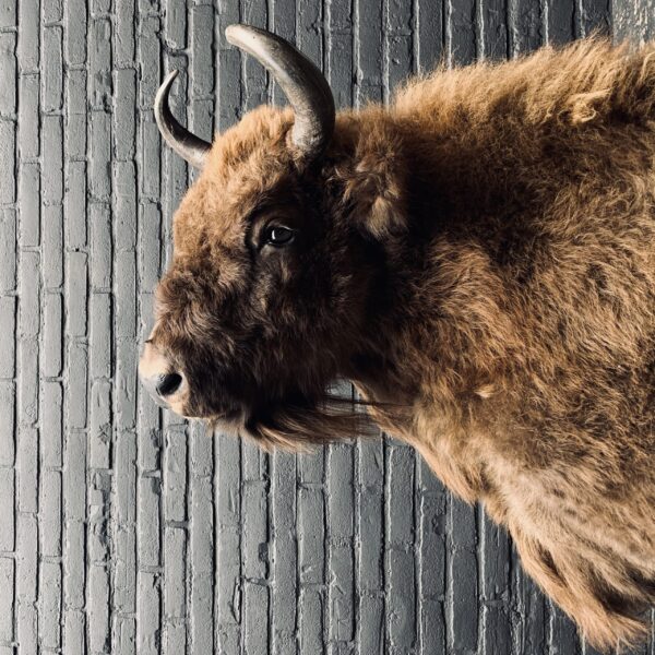 Opgezette kop van een wisent (Europese bizon)