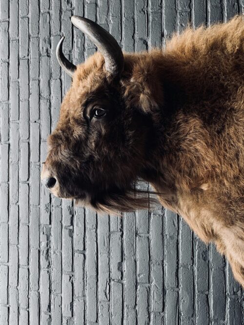 Opgezette kop van een wisent (Europese bizon)