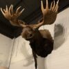 Stuffed head of a huge Canadian moose