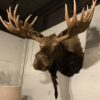 Stuffed head of a huge Canadian moose