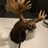 Stuffed head of a huge Canadian moose