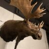 Stuffed head of a huge Canadian moose