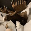 Stuffed head of a huge Canadian moose