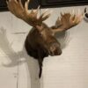 Stuffed head of a huge Canadian moose