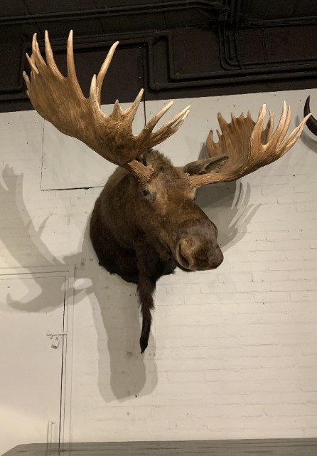 Stuffed head of a huge Canadian moose