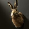 Head of a hare with antlers