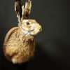 Head of a hare with antlers