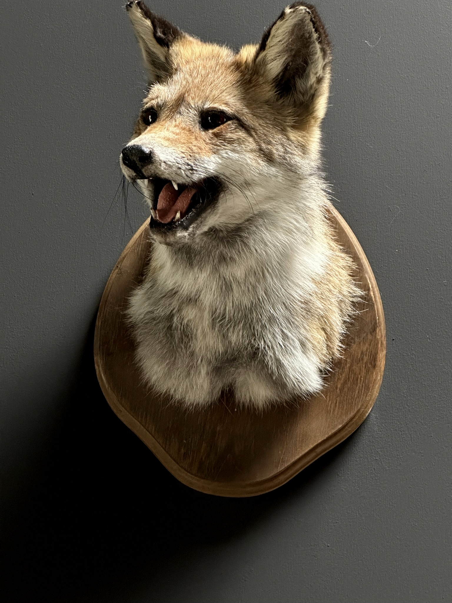Stuffed fox head online