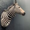 Opgezette kop van een Hartmann zebra
