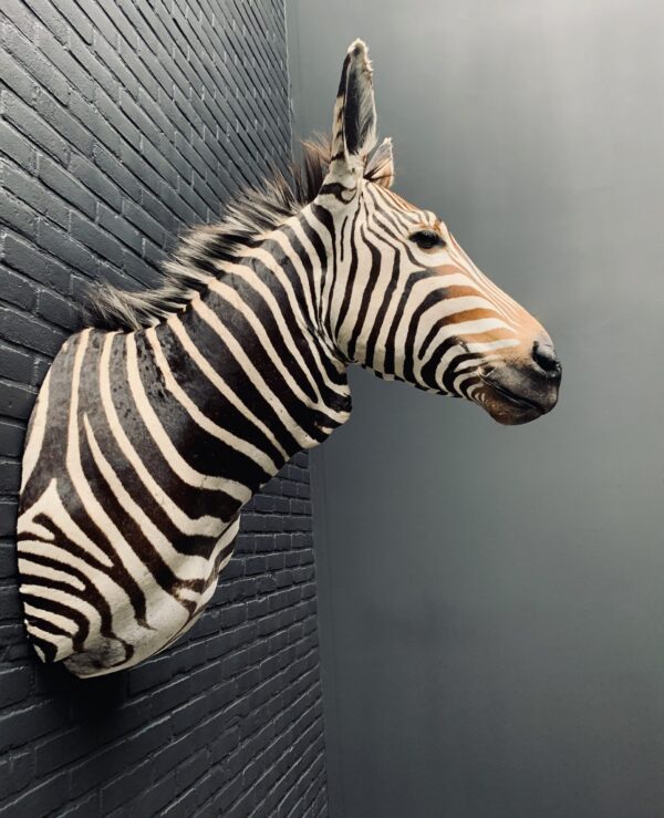 Opgezette kop van een Hartmann zebra