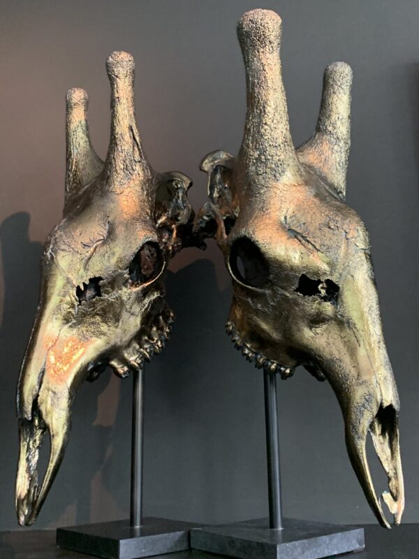 Set giraffe schedels verbronst.