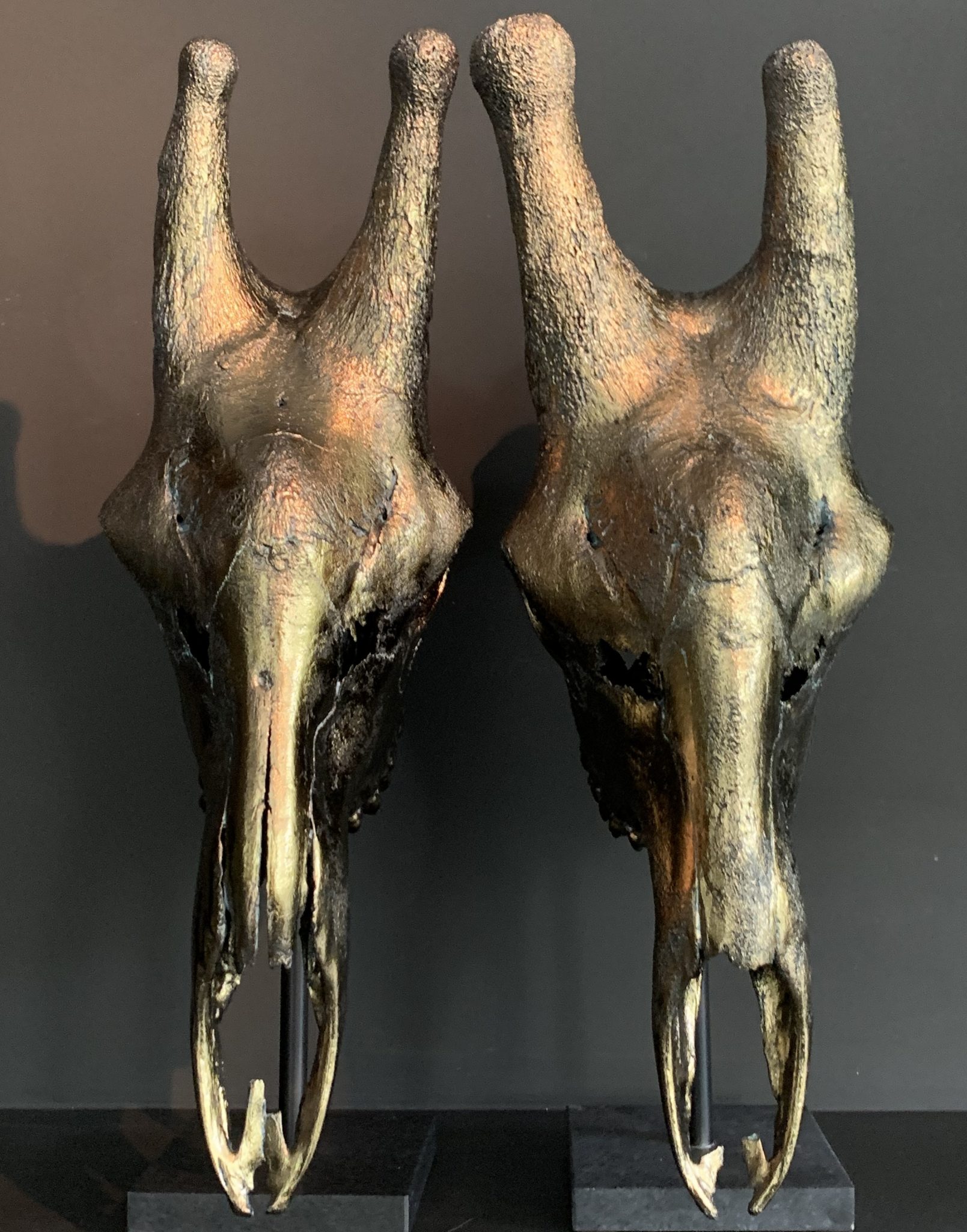 Set of 2 giraffe skulls bronze BEAST Interiors