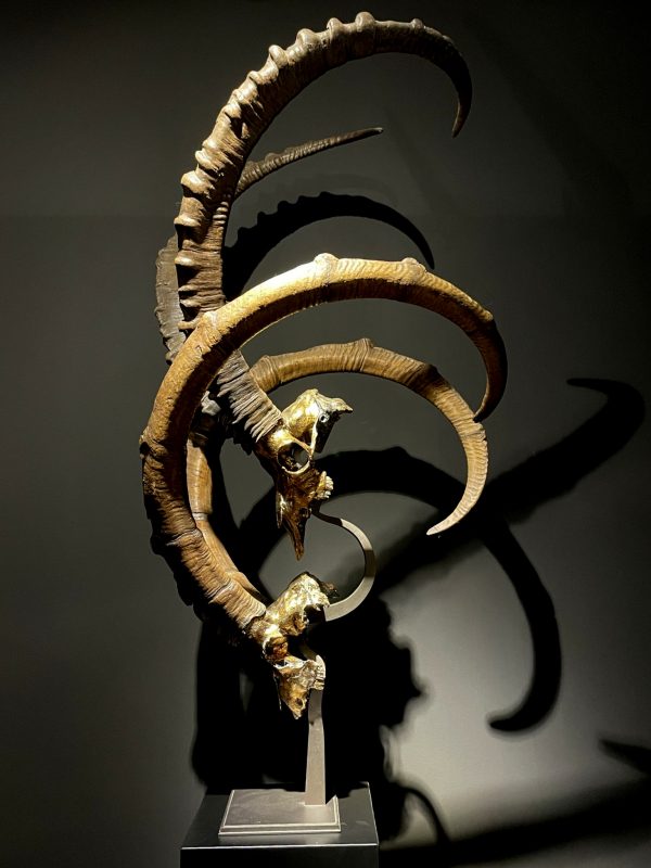 Exclusive Ibex skulls on stand