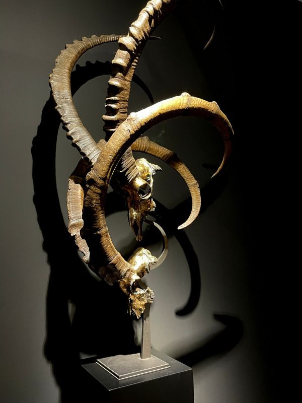 Exclusive Ibex skulls on stand