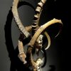 Exclusive Ibex skulls on stand