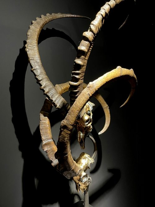 Exclusive Ibex skulls on stand