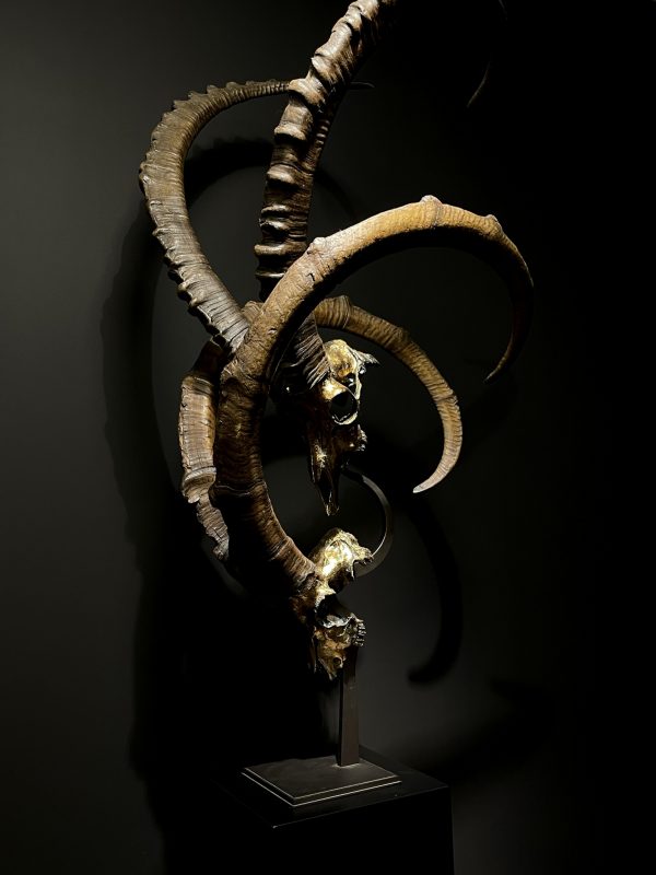 Exclusive Ibex skulls on stand