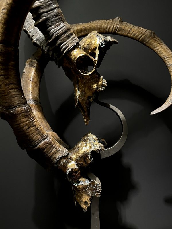 Exclusive Ibex skulls on stand