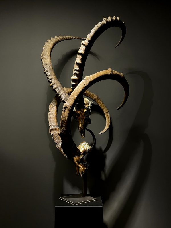 Exclusive Ibex skulls on stand