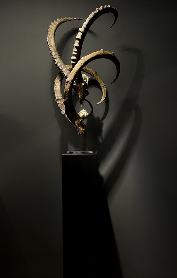 Exclusive Ibex skulls on stand