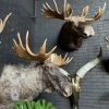 Opgezette kop van een Scandinavische eland. Elandkop