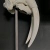 Zeer zware en bijzondere schedel van een walrus