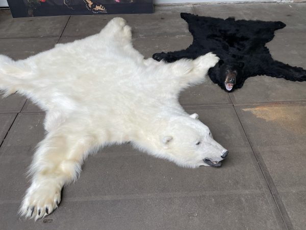 Prachtige wintervacht van een grote ijsbeer