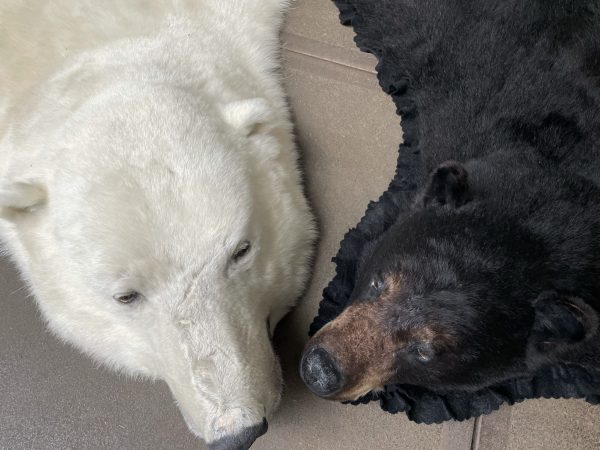 Prachtige wintervacht van een grote ijsbeer