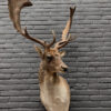 Taxidermy head of a fallow deer