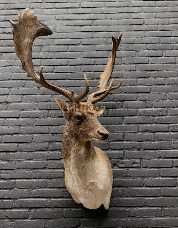 Taxidermy head of a fallow deer