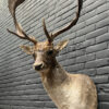 Taxidermy head of a fallow deer