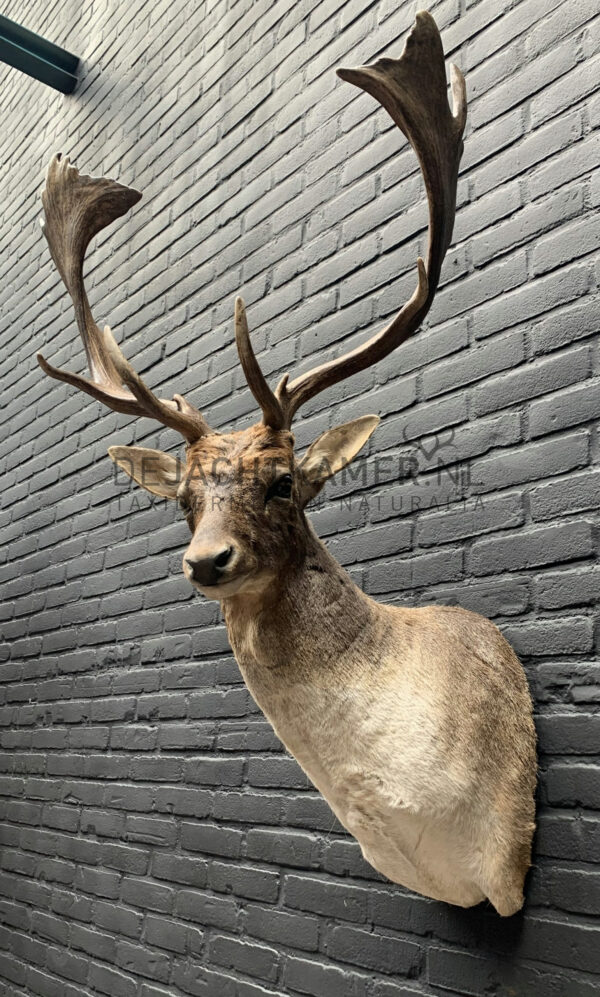 Taxidermy head of a fallow deer