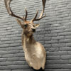 Taxidermy head of a fallow deer