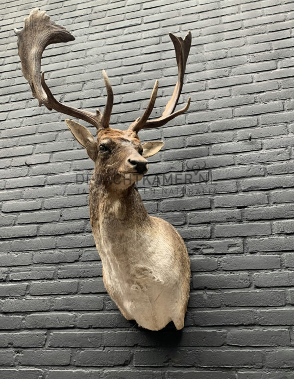 Taxidermy head of a fallow deer