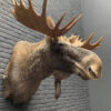 Mounted head of a Scandinavian moose
