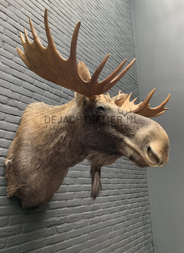 Mounted head of a Scandinavian moose