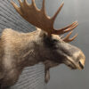 Mounted head of a Scandinavian moose