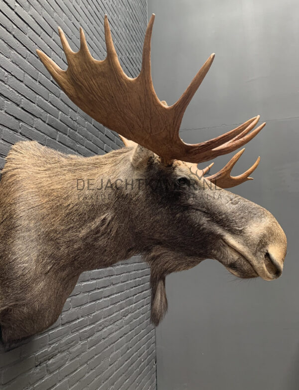 Mounted head of a Scandinavian moose