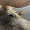 Mounted head of a Scandinavian moose