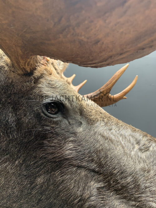 Mounted head of a Scandinavian moose