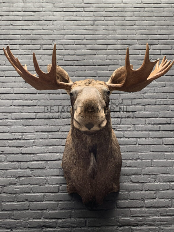 Mounted head of a Scandinavian moose