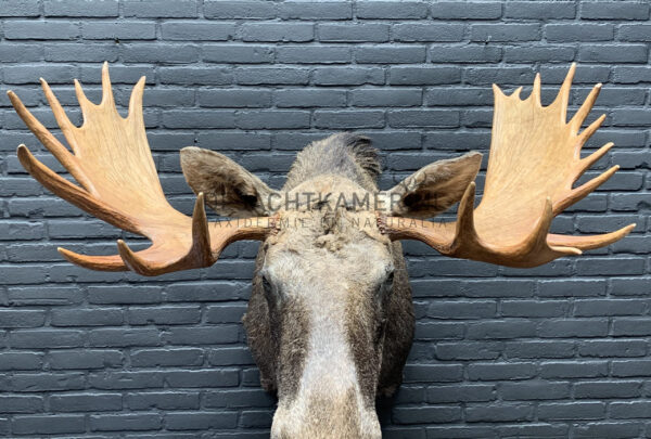 Opgezette kop van een Scandinavische eland