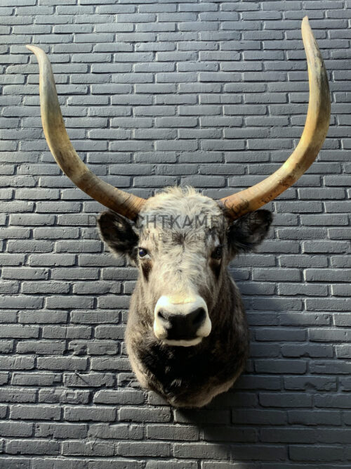 Mounted head of a Hungarian steppen bull