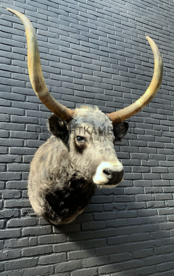 Mounted head of a Hungarian steppen bull