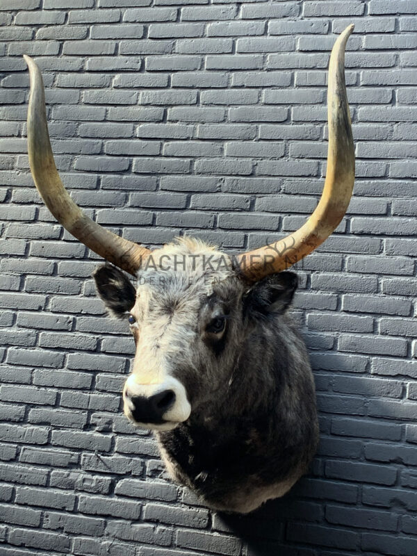 Mounted head of a Hungarian steppen bull