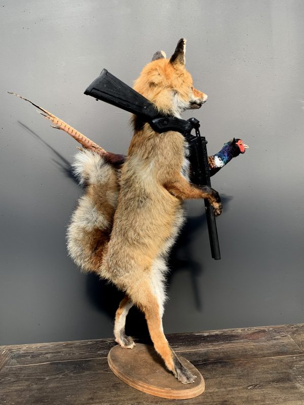 Unieke opgezette jagende vos met fazant
