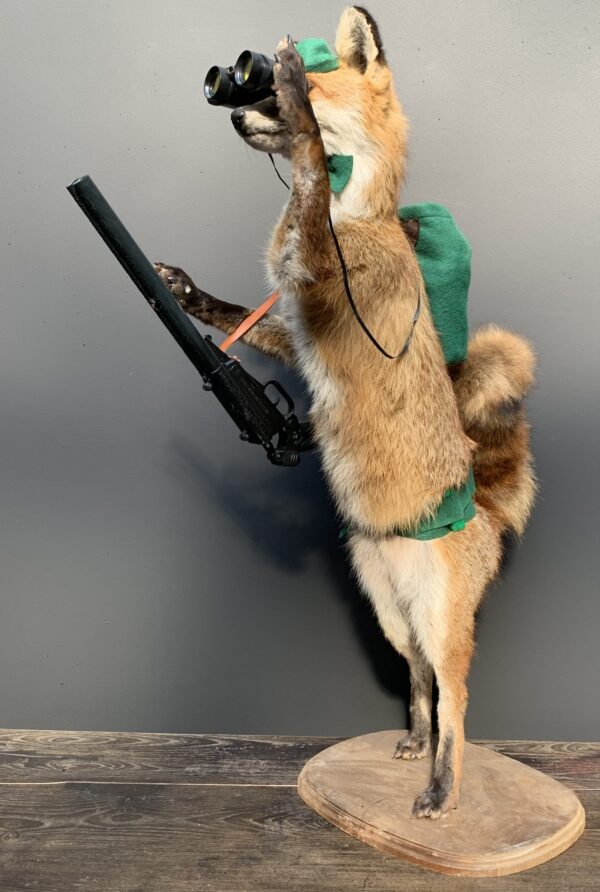 Ausgestopfter fuchs als Jäger